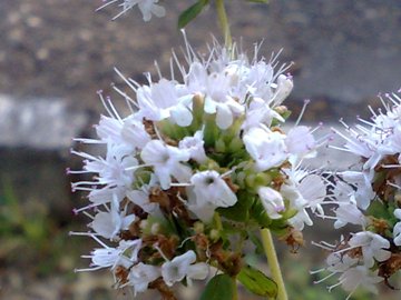 Una seconda Lamiacea - Origanum sp.